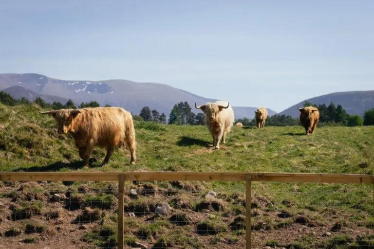 Scotland Nomads Activities - Hairy Coo Safari