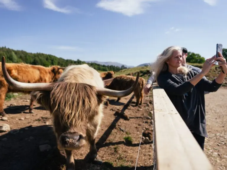 Scotland Nomads - Activities - Hairy Coo Safari